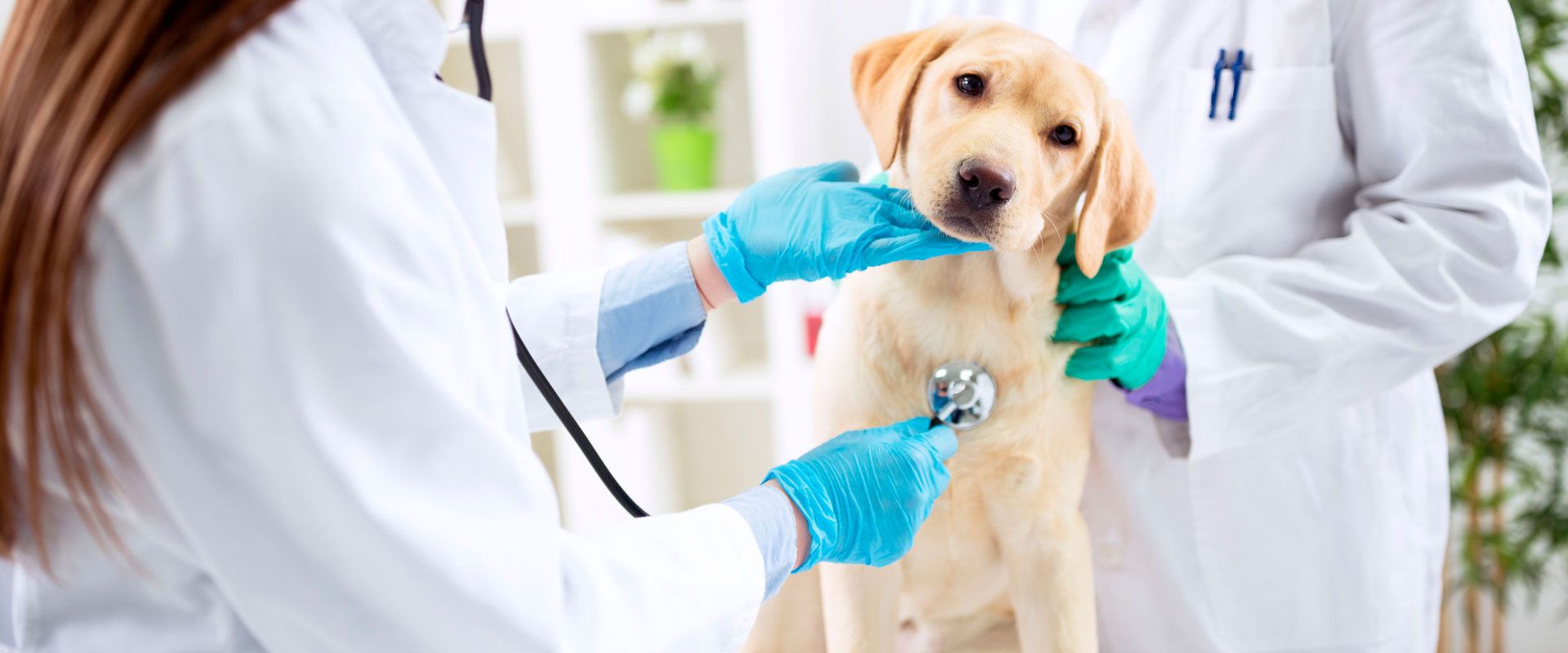 perro en el veterinario